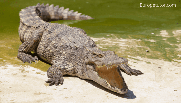 Are there Crocodiles in Cyprus