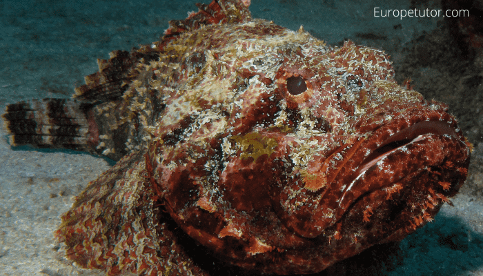 Are there Stonefish in Cyprus