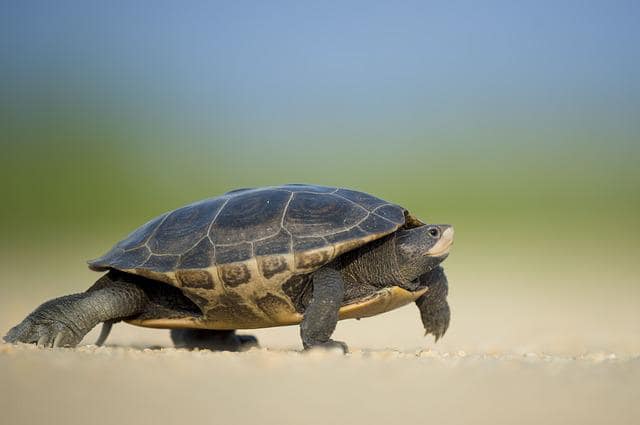 Where can you see turtles in Paphos