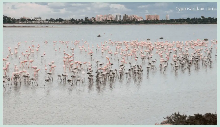 Flamingos in the Limassol Salt Lake Cyprus