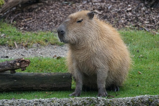Are capybaras friendly to humans in Poland?