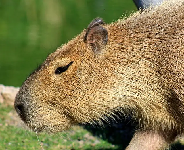Do capybaras cry?