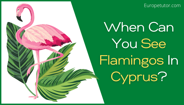 When Can You See Flamingos In Cyprus