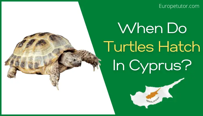 When Do Turtles Hatch In Cyprus