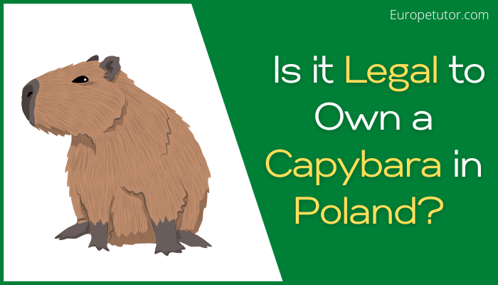 Is it Legal to Own a Capybara in Poland?
